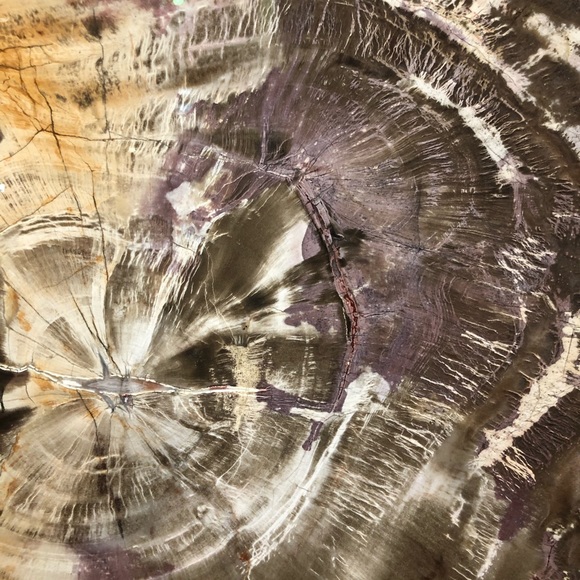 Meet your Posher, Sham - Picture 4 of 5